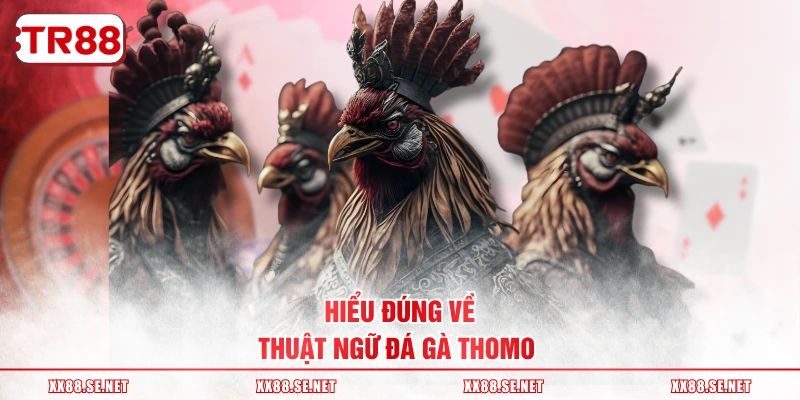 Hiểu đúng về thuật ngữ đá gà Thomo